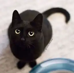  网友家的一只纯黑猫和半黑猫太漂亮了,自带美丽光环,感受下.