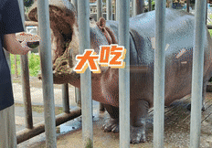  太热了南宁动物园出现夏日限定动物降暑表情包