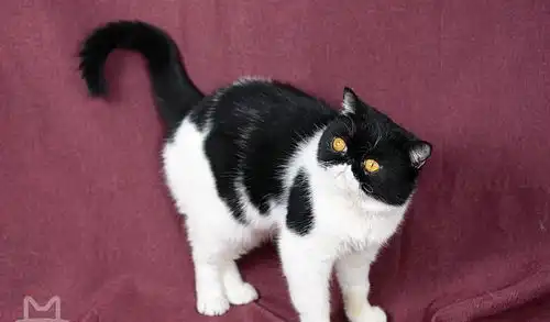  来看一条叫警长的黑猫,最强大脑王昱珩亲自挑选