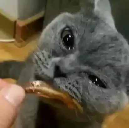 蓝猫被主人骂得狗血淋头,拿出小鱼干哄时,含着泪水吃鱼太冤枉