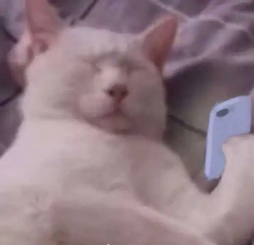 可爱猫咪表情包斗图专用