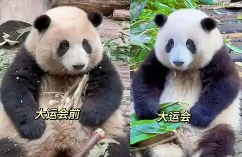  笑死,第一次带女朋友回家,我妈嫌猫太丑吓到人,连夜关起来了....