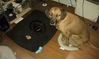  猫和狗千万别混养,不然狗狗的下场会很凄惨