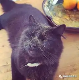  看起来像是喝醉的宠物们,这陶醉的表情也是没谁了