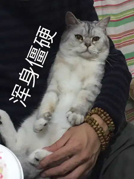  以猫为主的动物向表情包233333流量慎入