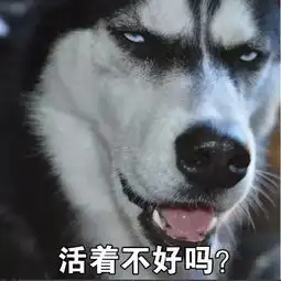  给你们一套哈士奇表情包,收好不谢