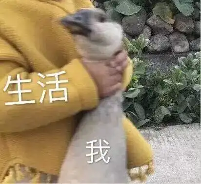  留学生的2020年总结,都在这些表情包里了