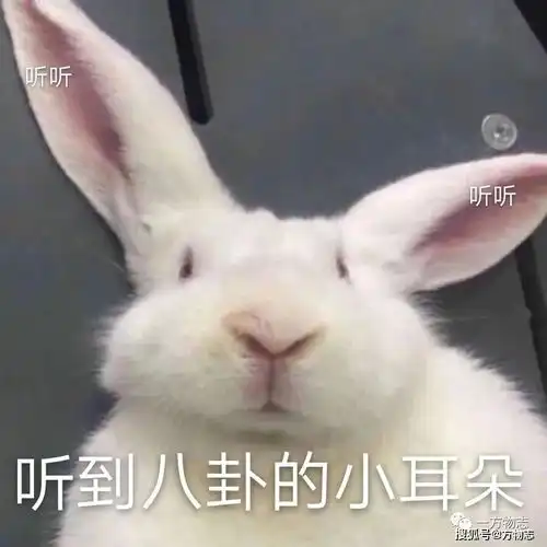  方物志说没有一只兔子活着走出四川脑壳