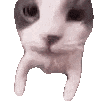  猫meme故事结局揭秘今日头条