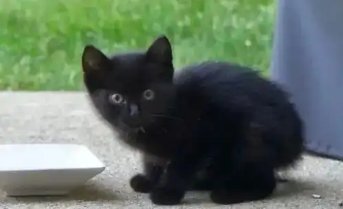 小黑猫的表情包阳台