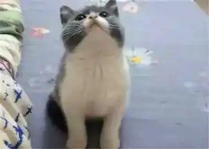  猫咪被寄养在男友家,委屈巴巴,主人回来的时候,它的表情亮了都快