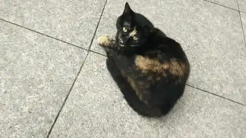  没有小鱼干照样征服小黑猫