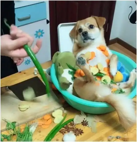  狗狗闯祸不认错,被主人放在锅里,看到主人拿起刀狗狗傻眼了