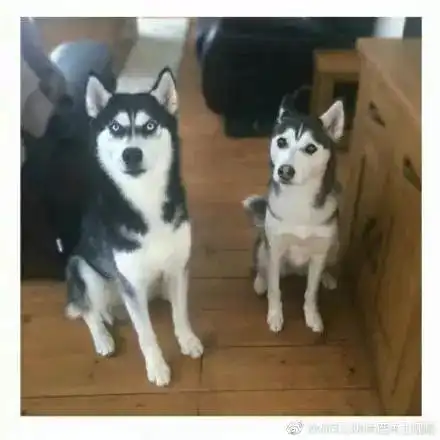  你的表情包都结婚了,你还是条单身狗