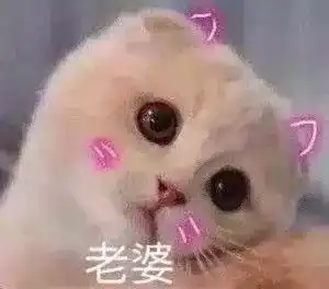 可爱猫咪表情包斗图专用