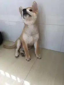  被柴犬的表情包圈粉,想入手一只小柴,养柴犬的费用高不高