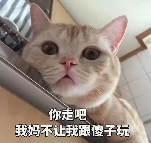  主人摸猫咪的下巴,在它眼里,代表这些意思