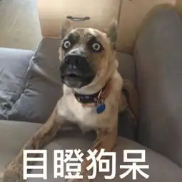  doge目瞪狗呆表情包
