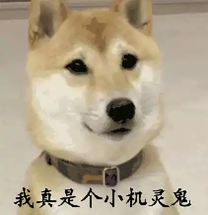  njautalk夏天宠物怎么避暑