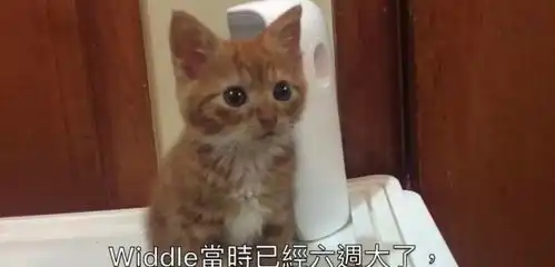  患有侏儒症的猫咪小老头去世猫咪因侏儒症成为网红,靠不爽脸获得众多粉丝,却在不久前离世