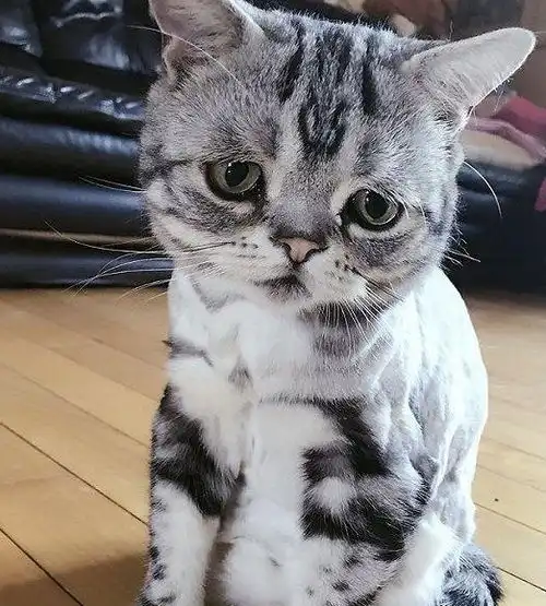  猫咪伤心的几种表现方式