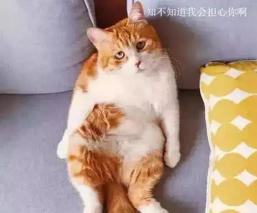  主人加班到早上才回家,沙发上的橘猫表情绝了你还知道回来