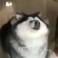  emmm表情包哈士奇
