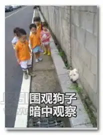  哈士奇暗中观察表情图片哈士奇暗中观察表情包jz5u绿色下载站