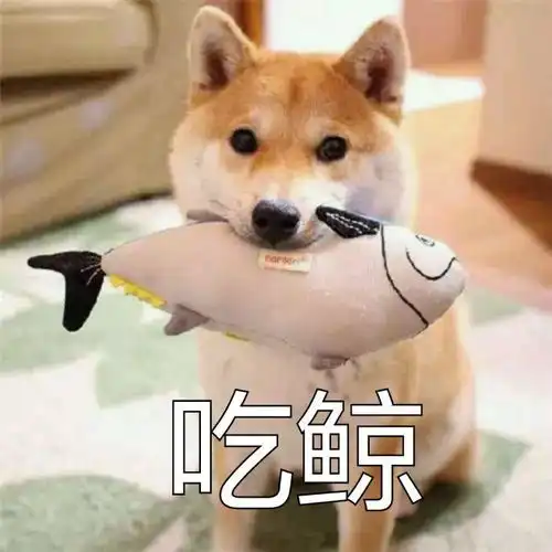  excuseme,有这种柴犬的表情包嘛