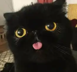  黑猫不吉利是绝对的谣言,东西方文化差异悬殊