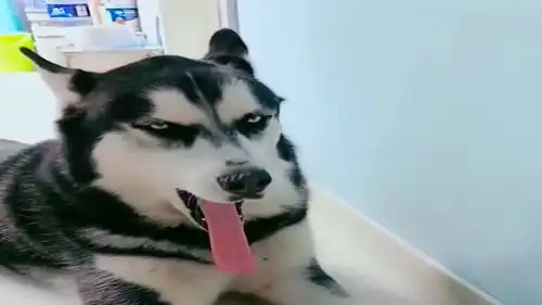  看了这么多哈士奇,还是它的舌头最厉害