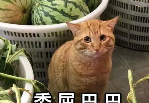  猫粮都没了,橘猫只能靠卖瓜为生,委屈巴巴的小表情引众人围观