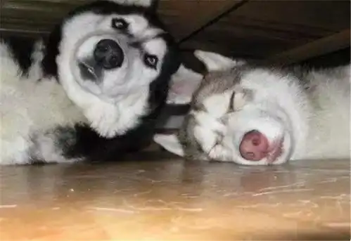  狗狗界中的神犬,非哈士奇莫属,不管是动作还是表情都给满分