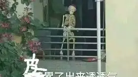  散发奈布小鲨鱼