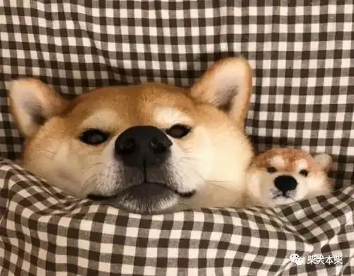 一只柴犬抱着鱼表情包猫