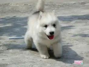 哈士奇吐舌头表情包智商