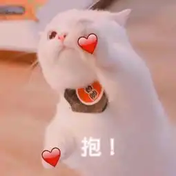  沙雕小动物表情包越可爱,越萌,越骚