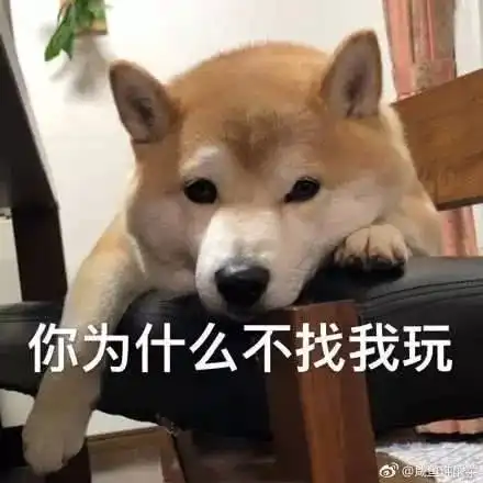  哄女朋友的表情包求求你了,漂亮姐姐