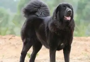  猛犬实力超藏獒,体型大过高加索犬,却没有被世界认可