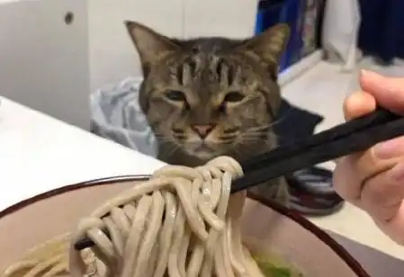  猫咪根本不能吃的人食,你在家却总喂