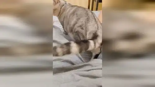  猫咪像不像你放p时男朋友的表情