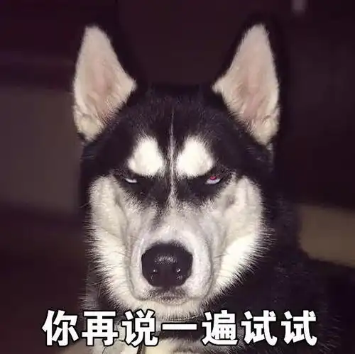  一套哈士奇表情包,收好不谢搜狐宠物搜狐网