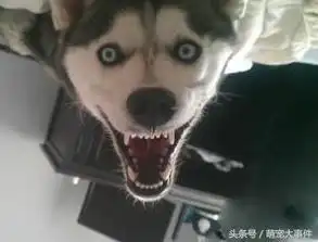 啊啊啊动物表情包妖孽
